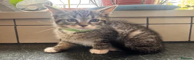 Green Collar Girl
