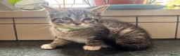 Ragdoll cats for sale: X5 Beautiful Ragdoll X Kittens - Advert 5