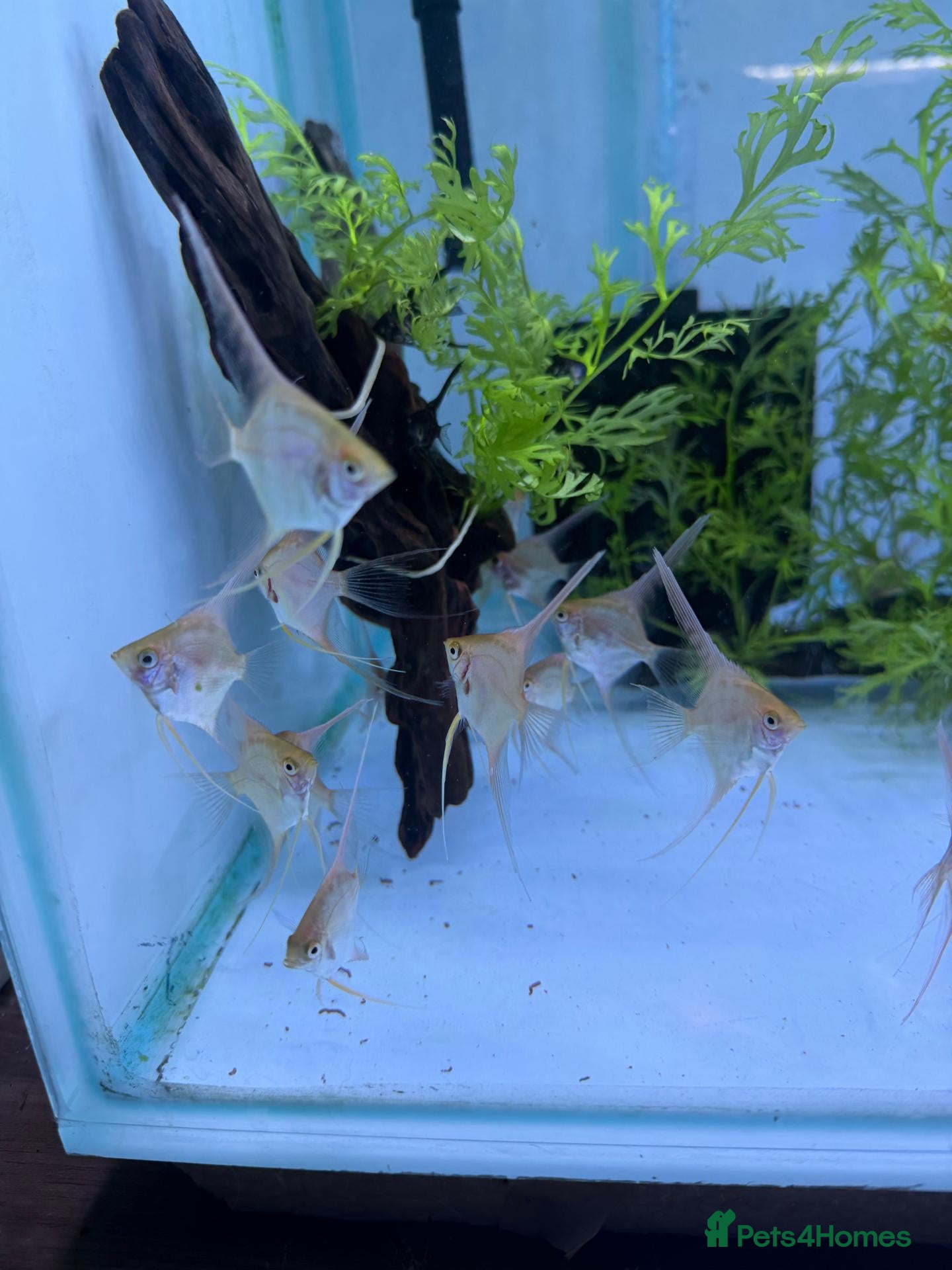 Angelfish fish for sale: LONG FIN GOLDEN ANGELS - Advert 2