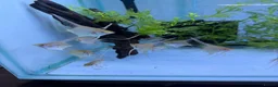 Angelfish fish for sale: LONG FIN GOLDEN ANGELS - Advert 2