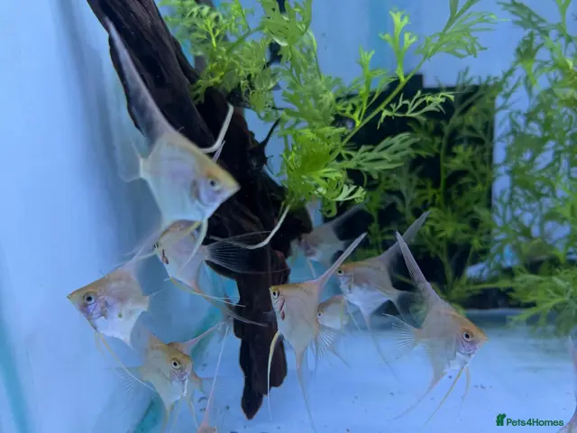 Angelfish fish for sale: LONG FIN GOLDEN ANGELS - Advert 2