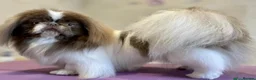 Pekingese dogs for sale: Lilac Fawn Parti Pekingese Puppy - Advert 12