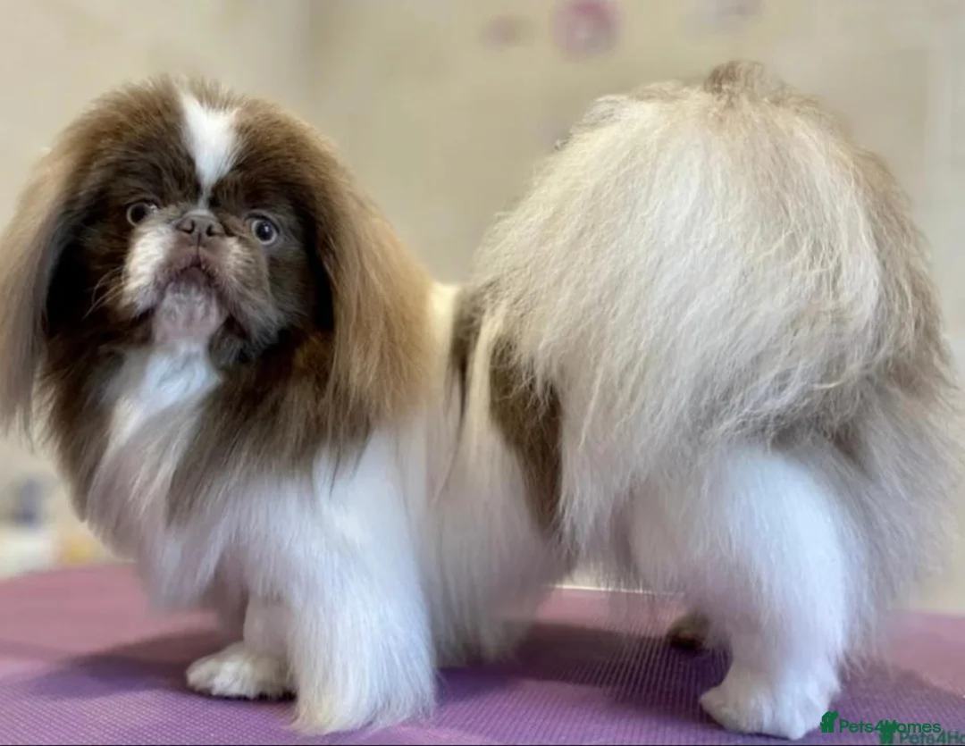 Pekingese dogs for sale: Lilac Fawn Parti Pekingese Puppy - Advert 12