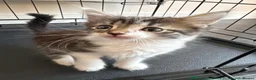 Mixed Breed cats for sale: Male kitten  - Advert 2