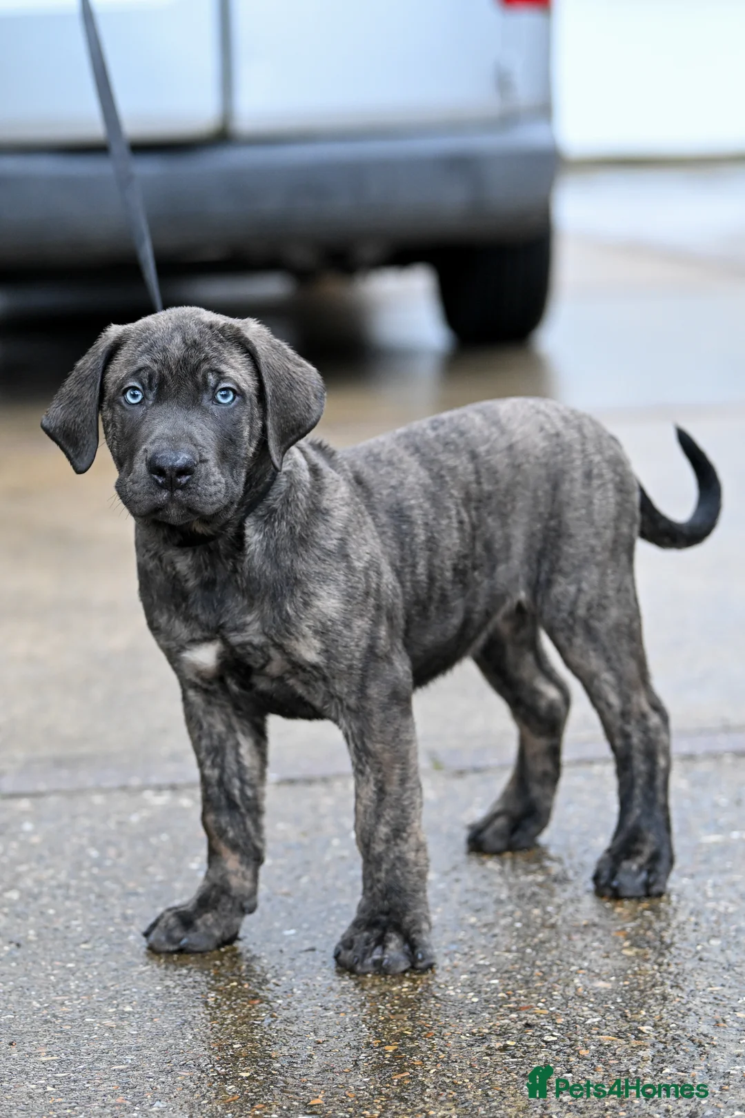 Presa Canario dogs for sale: Presa Canario Puppies - Advert 8