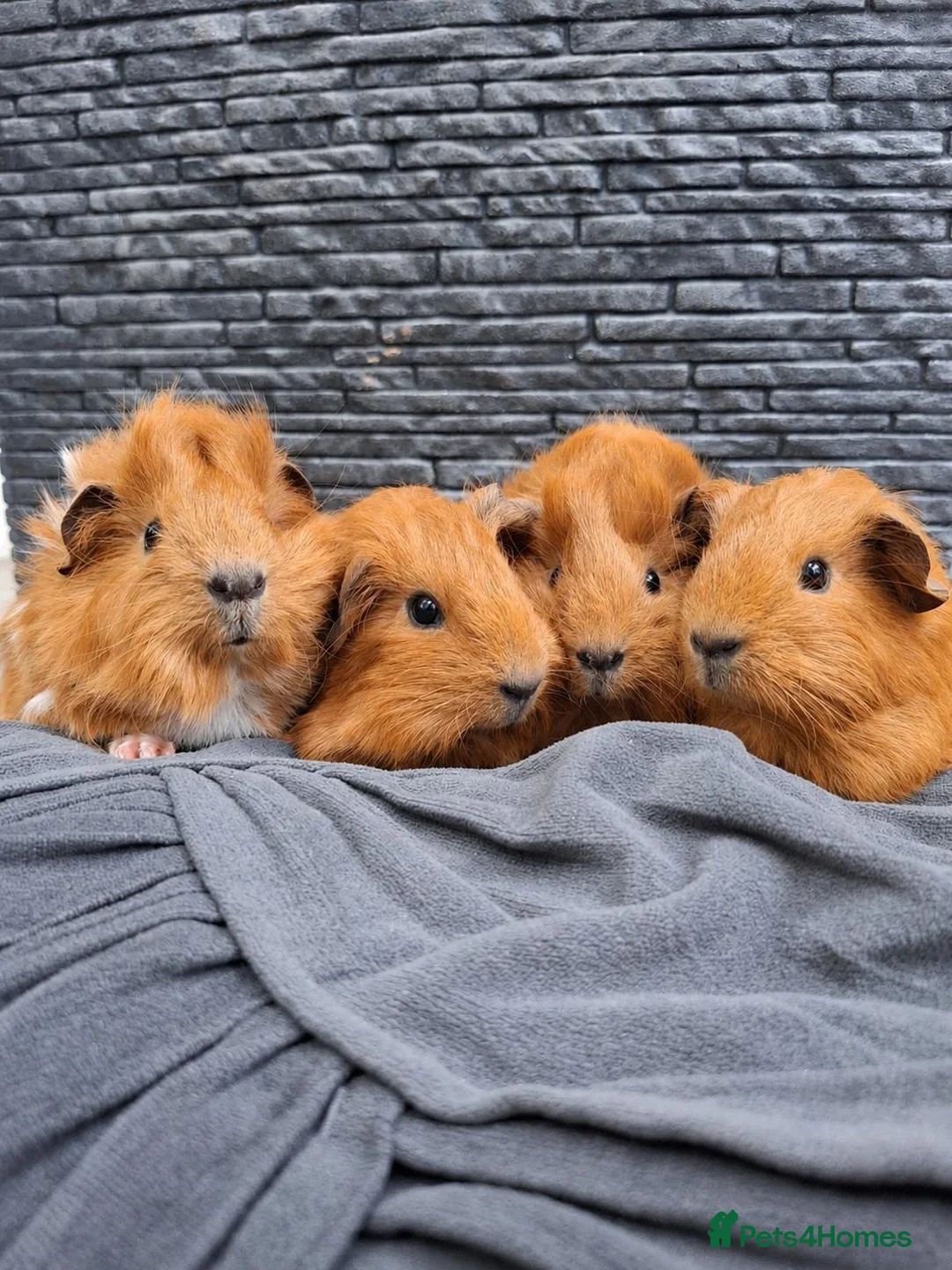 Guinea Pig rodents for sale: Funky&smooth coated guinea pigs  - Advert 2