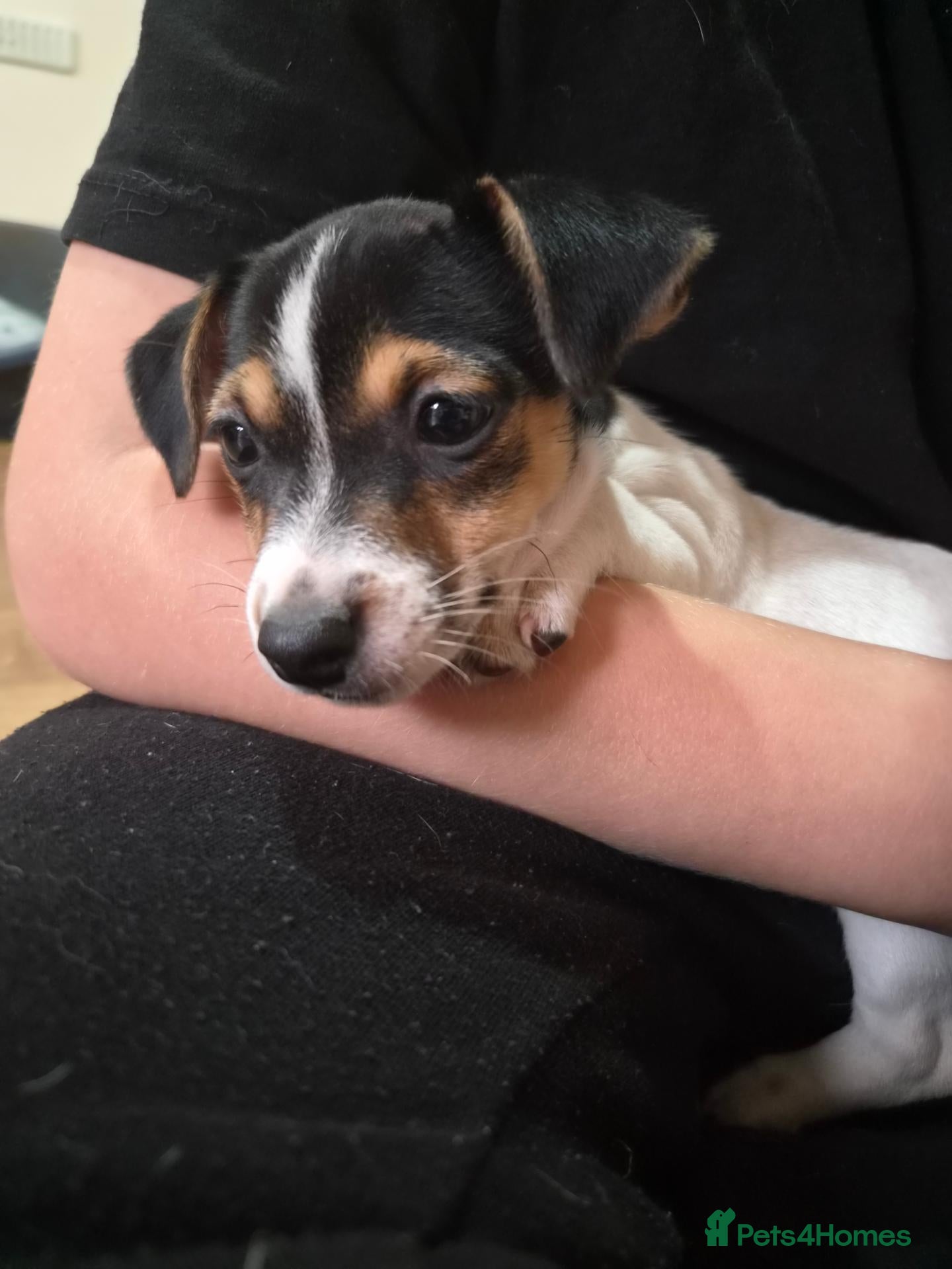 Jack Russell dogs  jack Russell puppies for sale - Advert 15
