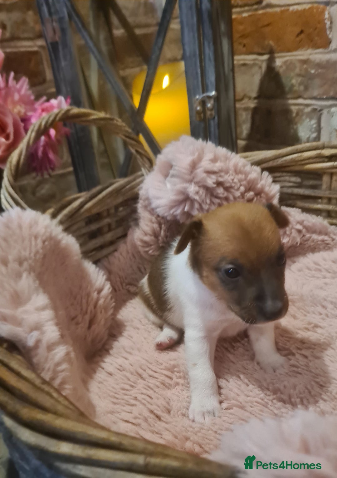 Jack Russell dogs for sale: Lovely Jack russell puppies. - Image 3