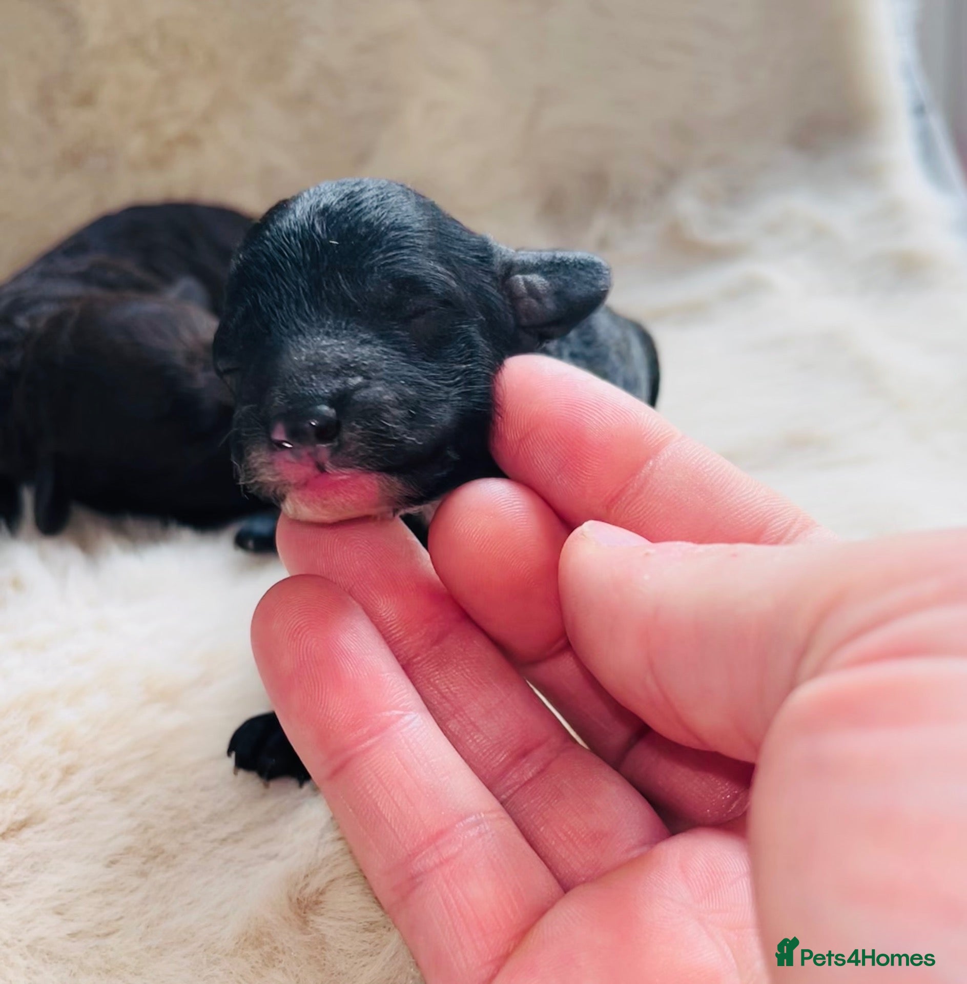 Miniature Poodle dogs 5 star Miniature poodle puppies  - Advert 1