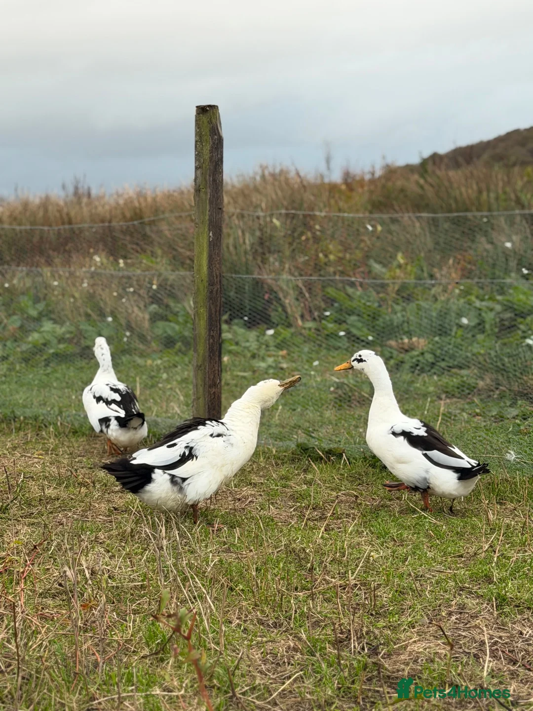 Ducks poultry for sale: 6x Hatching eggs Magpie Duck  - Advert 5