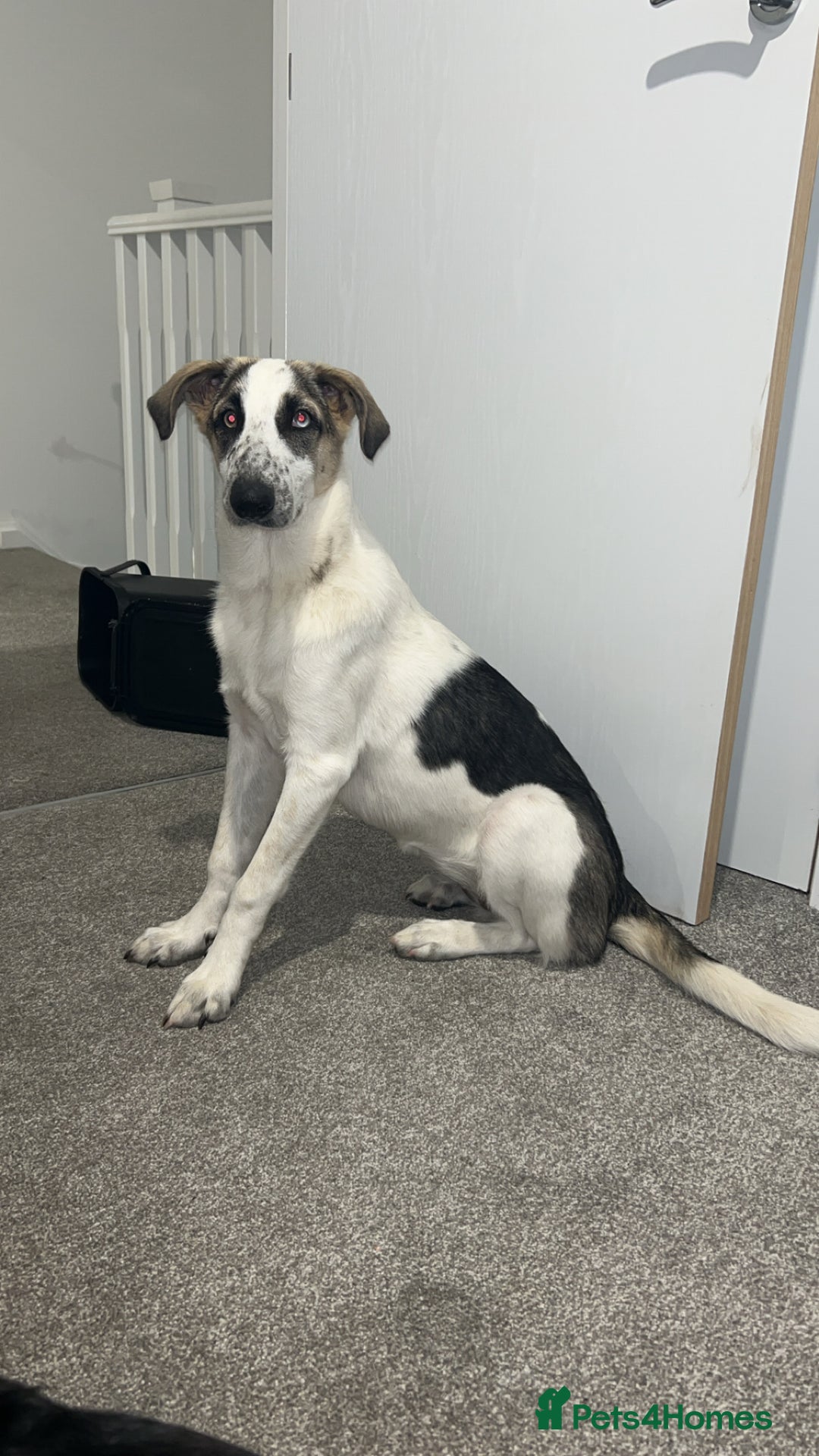 Mixed Breed dogs for sale: Skyla  - Image 2