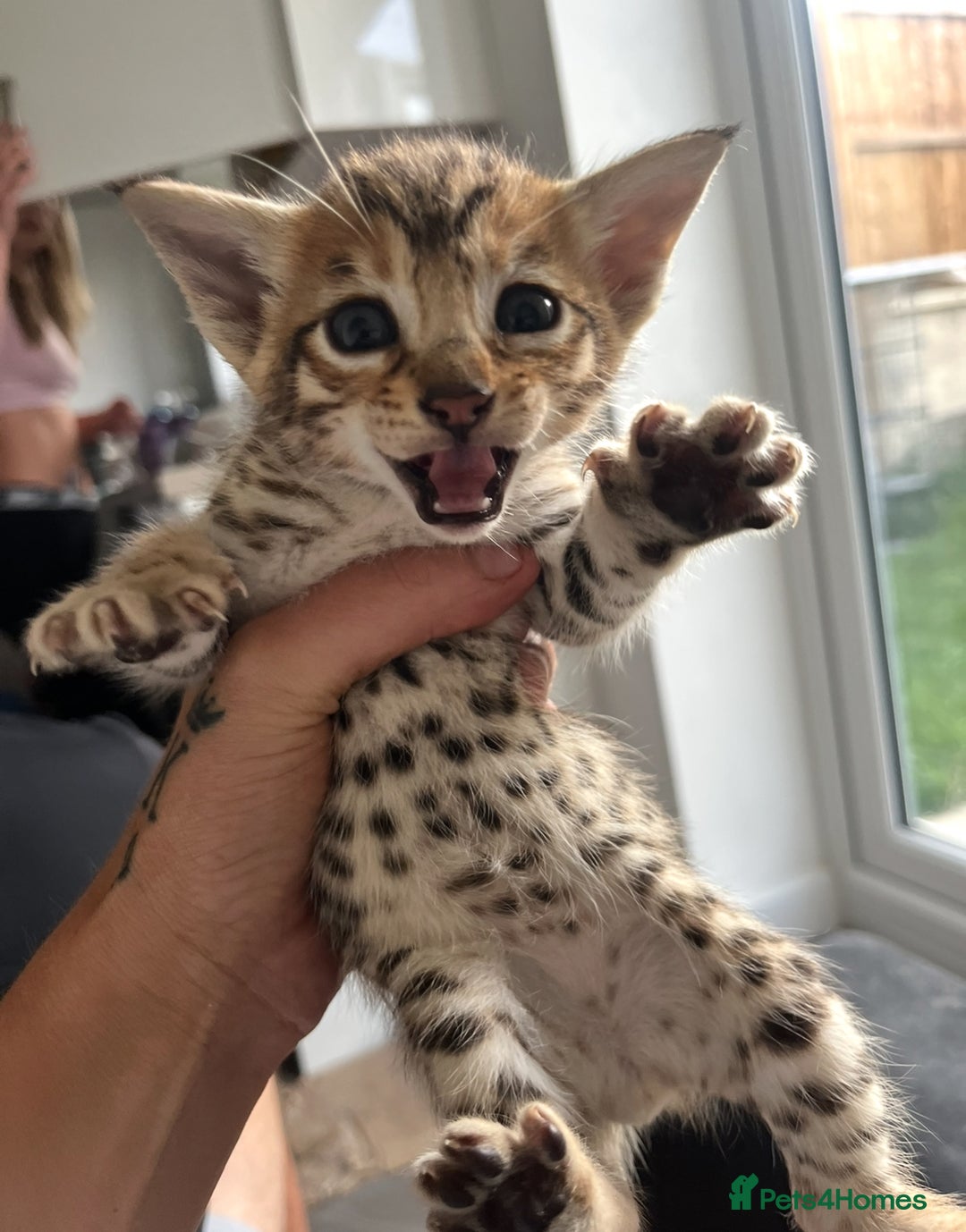Savannah cats for sale: Beautiful full breed savanna - Image 7
