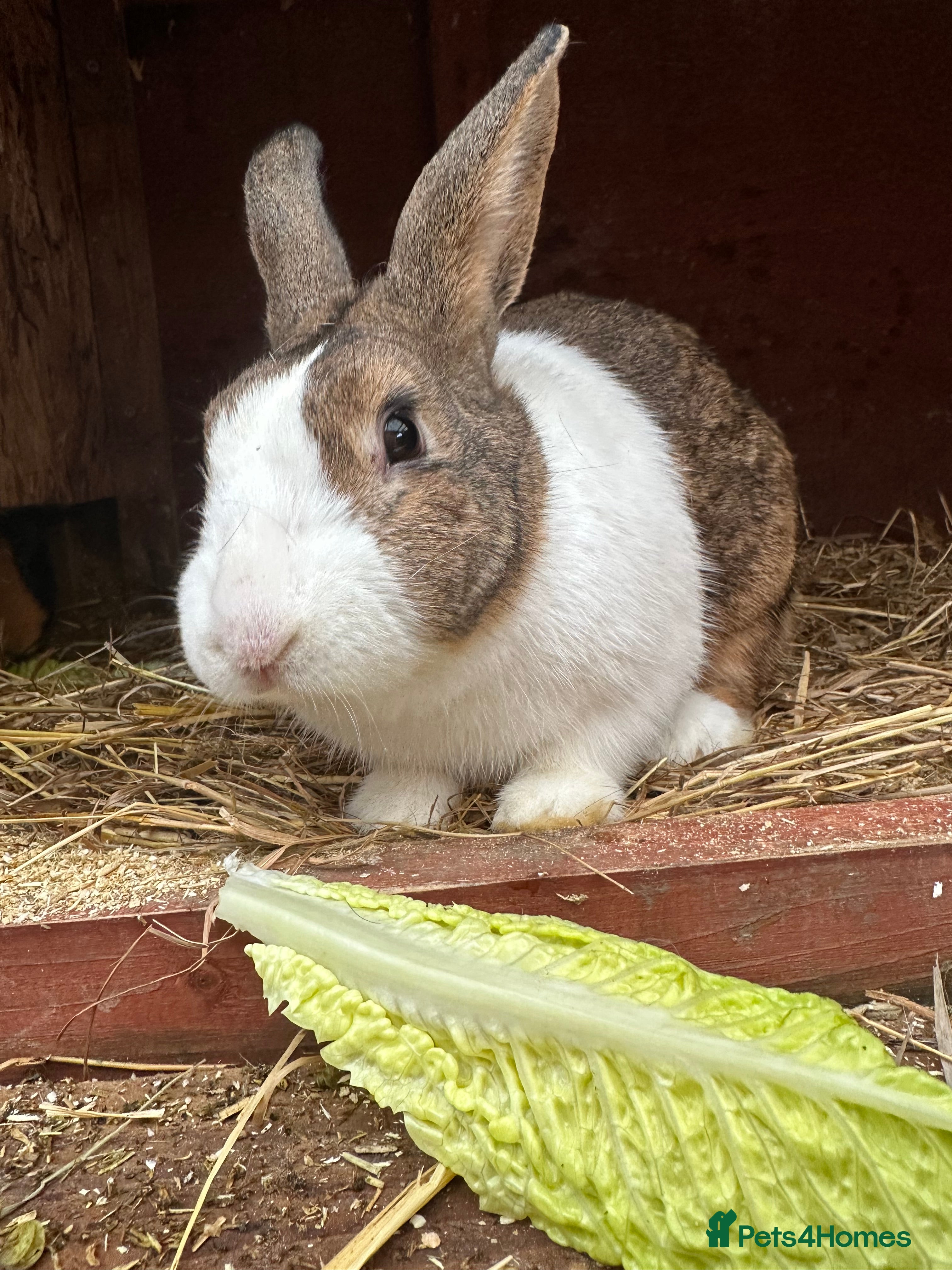 Rex rabbits Stunning dutch buck  - Advert 20