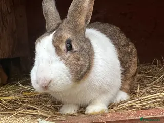 Rex rabbits Stunning dutch buck - Advert 20