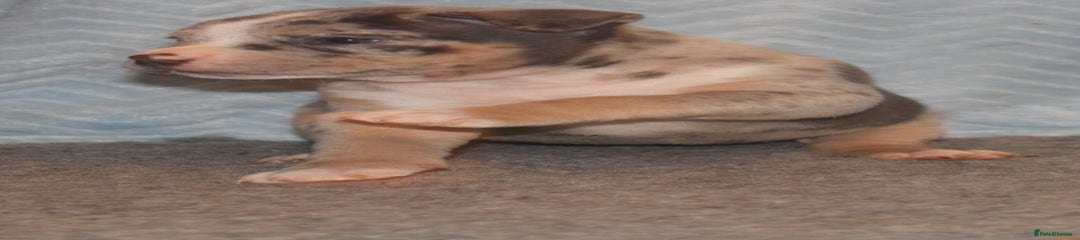 American Bully Puppy 6