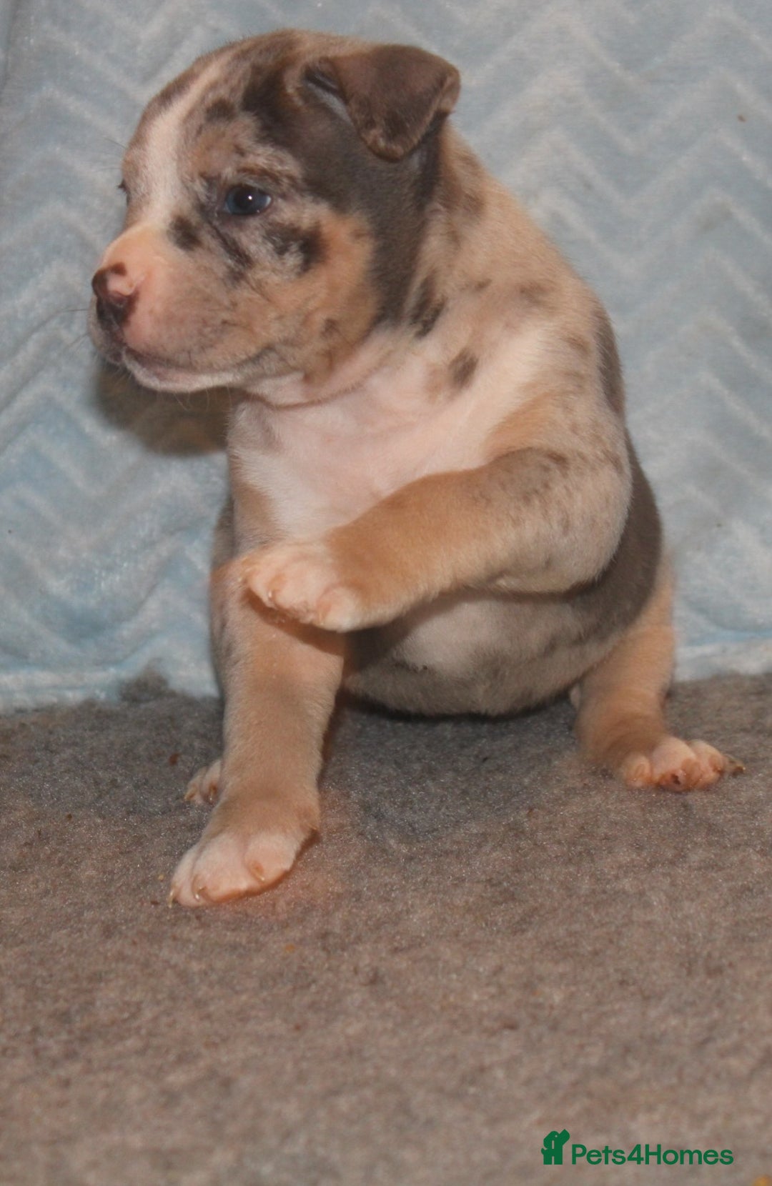 American Bully dogs for sale: 🏡Ready to leave 2 weeks 🔥🦍AMERICAN BULLIES🔥🦍 - Image 5