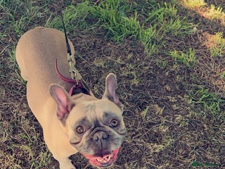 French Bulldog dogs - Advert 34