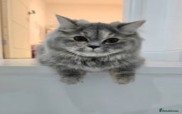Persian cats for sale: Persian Dollface Kittens  - Image 2