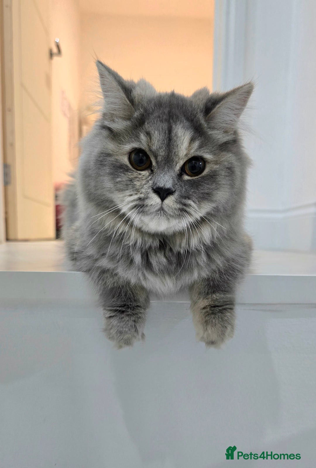 Persian cats for sale: Persian Dollface Kittens  - Image 2