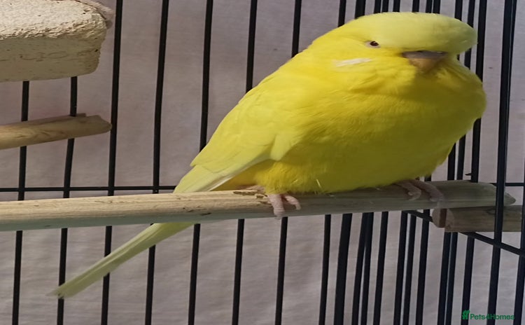 Budgerigars birds - Advert 15