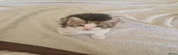 Mixed Breed cats for sale: Beautiful male kitten for sale  - Advert 15