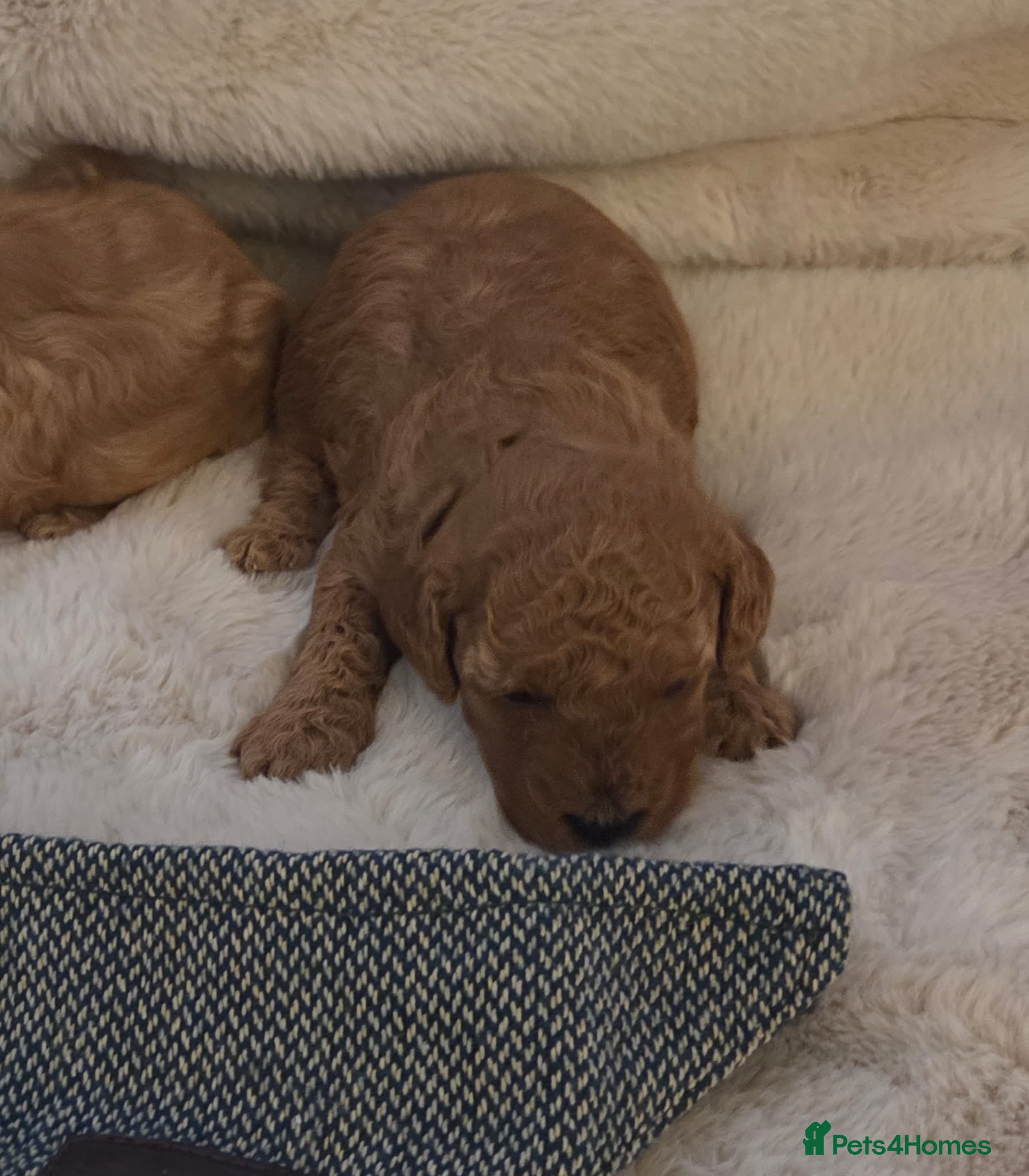 Cavapoo dogs EXTENSIVELY HEALTH TESTED CAVERPOO PUPS - Advert 5