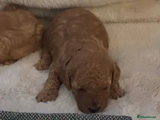 Cavapoo dogs EXTENSIVELY HEALTH TESTED CAVERPOO PUPS - Advert 4