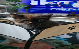 Ragdoll cats for sale: Ragdoll mix turkish angora - Image 6