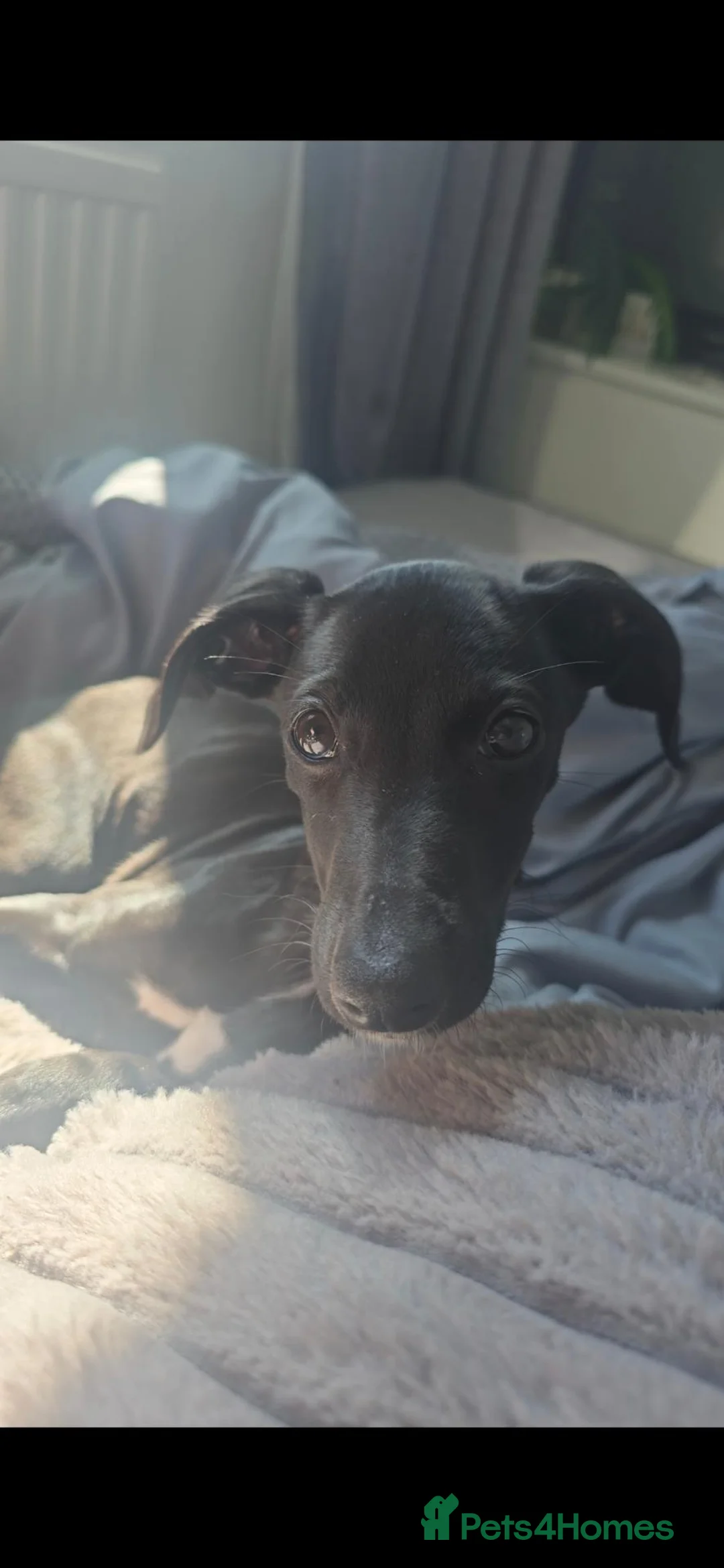 Lurcher dogs for sale: Gorgeous black lurcher pup - Advert 2