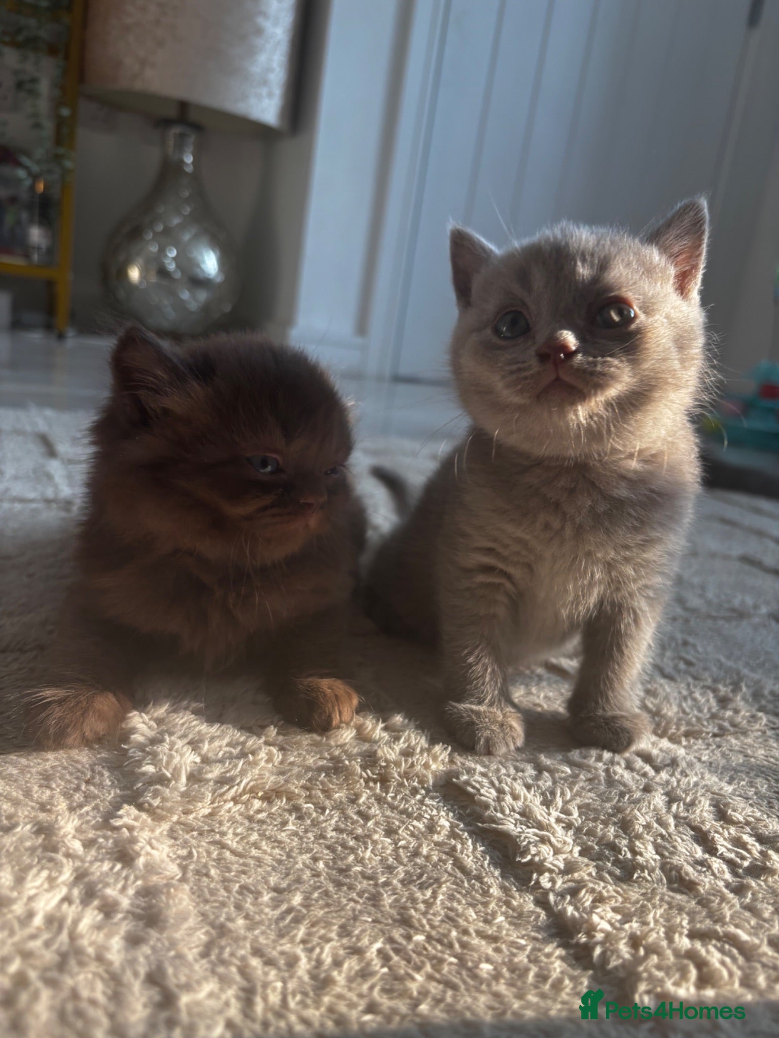 British Shorthair cats Chocolate Long Hair /Lilac Short Hair male Kittens - Advert 12