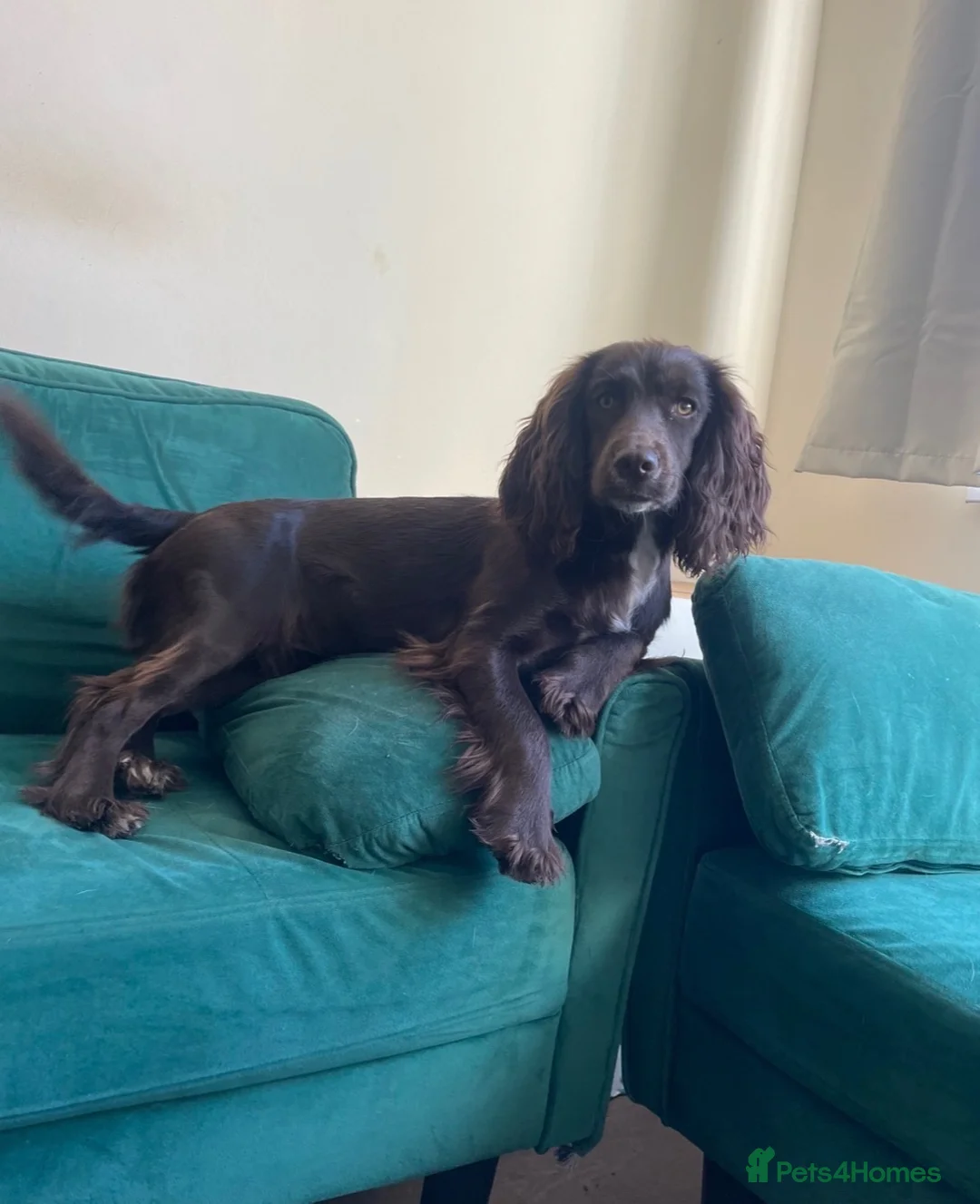 Sprocker dogs for sale: Gorgeous Sprocker spaniel puppies in Preston - Advert 5