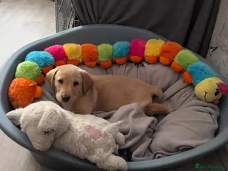 Labrador Retriever dogs KC Labrador Ready now with essentials for a puppy. - Advert 16