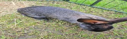 Continental Giant rabbits for sale: Giant Continental Rabbit  in Falkirk - Advert 5