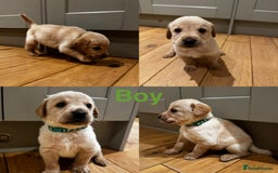 Goldador dogs for sale: Goldador puppies, Labrador x Golden Retiever  - Image 10
