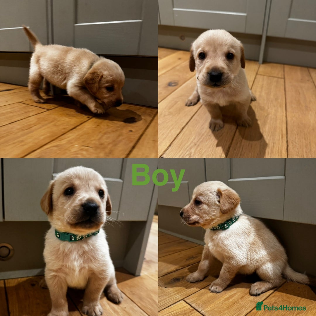 Goldador dogs for sale: Goldador puppies, Labrador x Golden Retiever  - Image 10