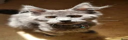 Maine Coon cats for sale: Last stunning Maine Coon kitten - Advert 12
