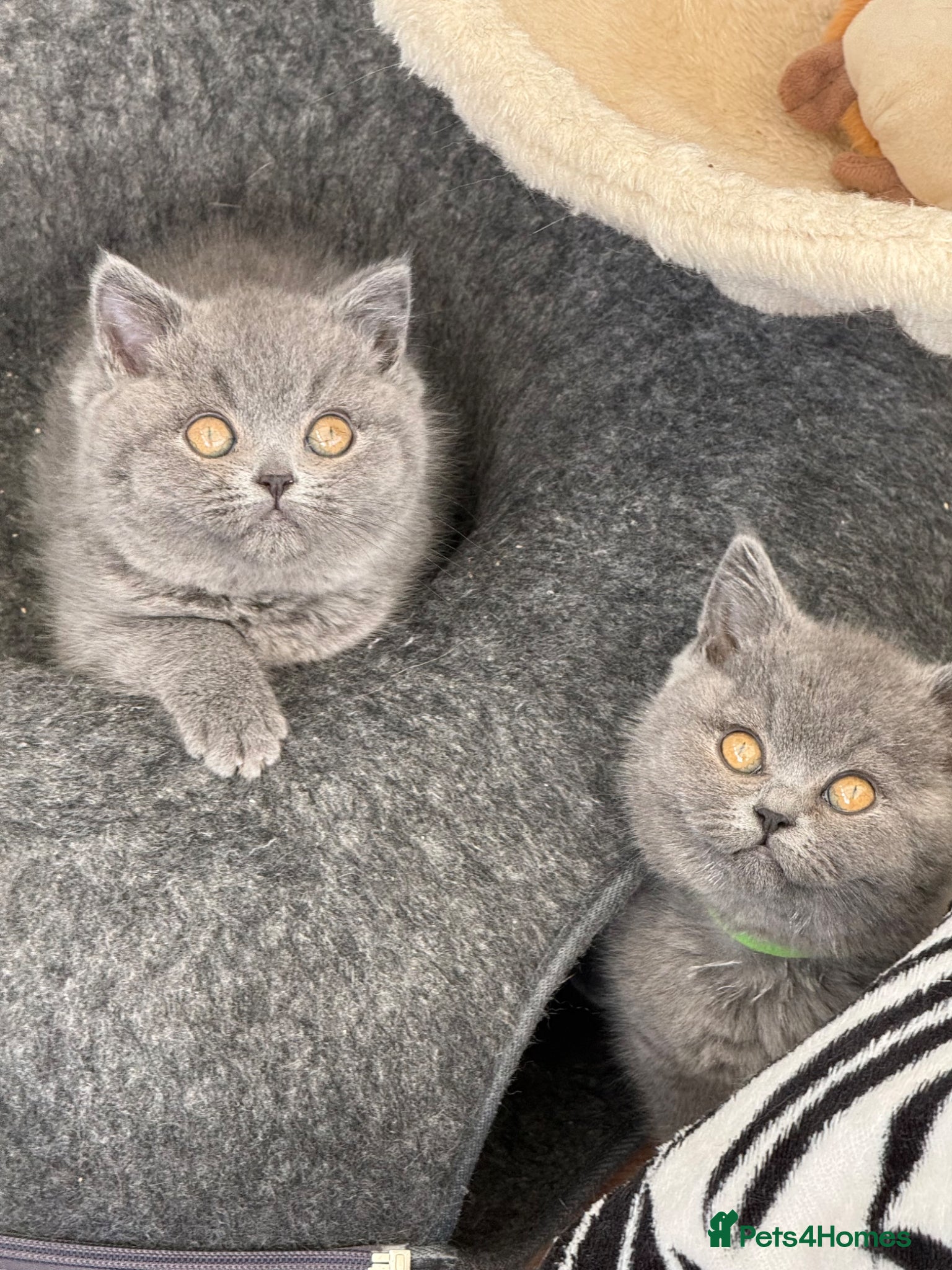 British Shorthair cats for sale: Pedigree British Shorthair Kittens ready to go! - Advert 3