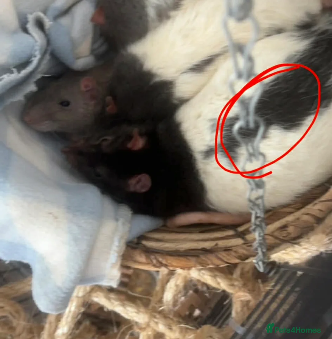 Rat rodents for sale: Loving Home needed in Weymouth - Advert 2