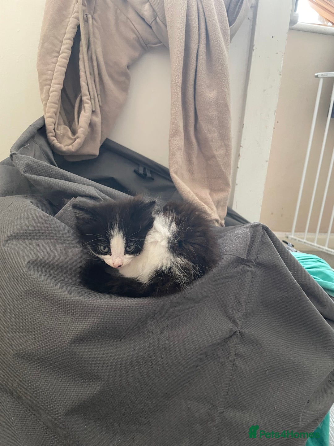 Mixed Breed cats for sale: Beautiful female kittens - Advert 2