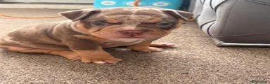 American Bully 6