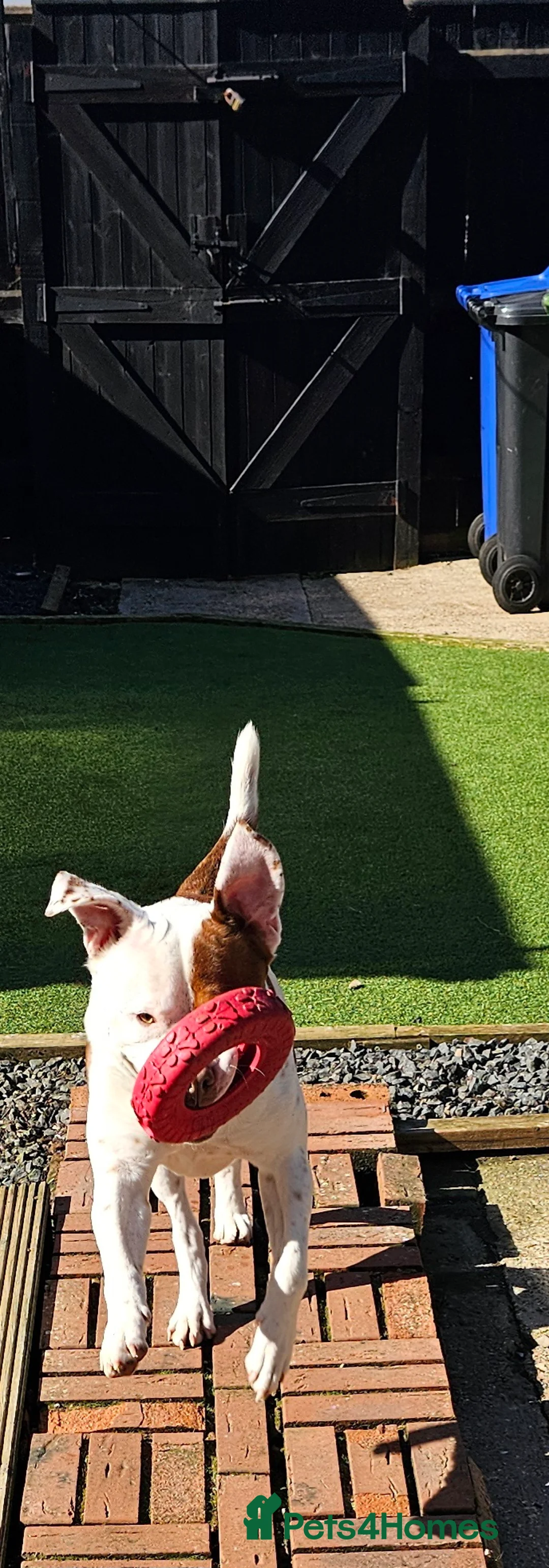 Mixed Breed dogs for sale: Rocket - Advert 7