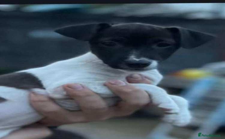 Jack Russell dogs - Advert 2