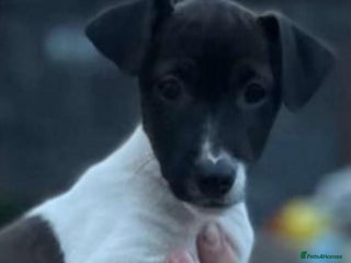 Jack Russell dogs - Advert 35