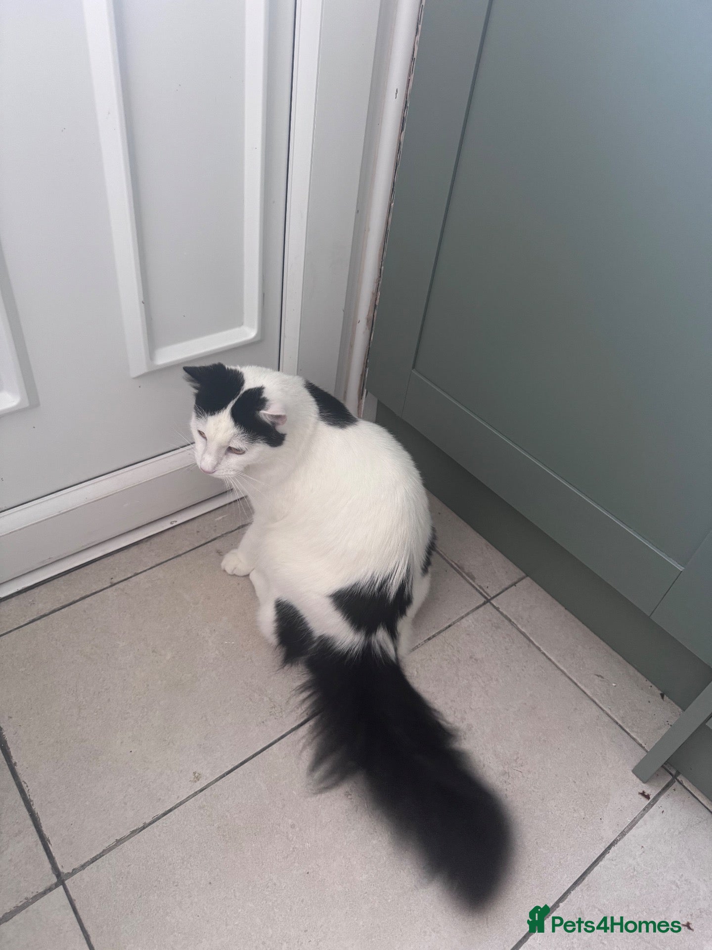 Mixed Breed cats Oscar  - Advert 2