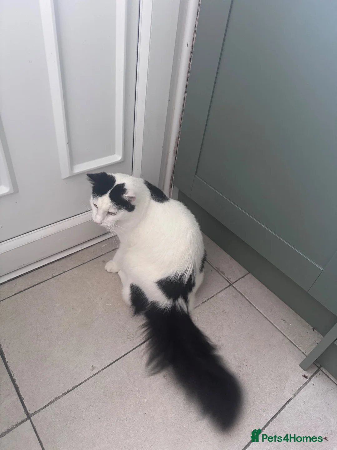 Mixed Breed cats for sale: Oscar  in Daventry - Advert 1