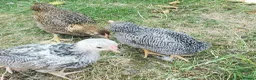 Chickens poultry for sale: Wyandotte Bantam Chicks & Growers  in Coulsdon - Advert 3