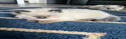 Ragdoll cats for sale: Stunning fur purebred ragdolls - Advert 9