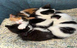 Turkish Angora cats for sale: Kittens Ready To Go!  - Image 3