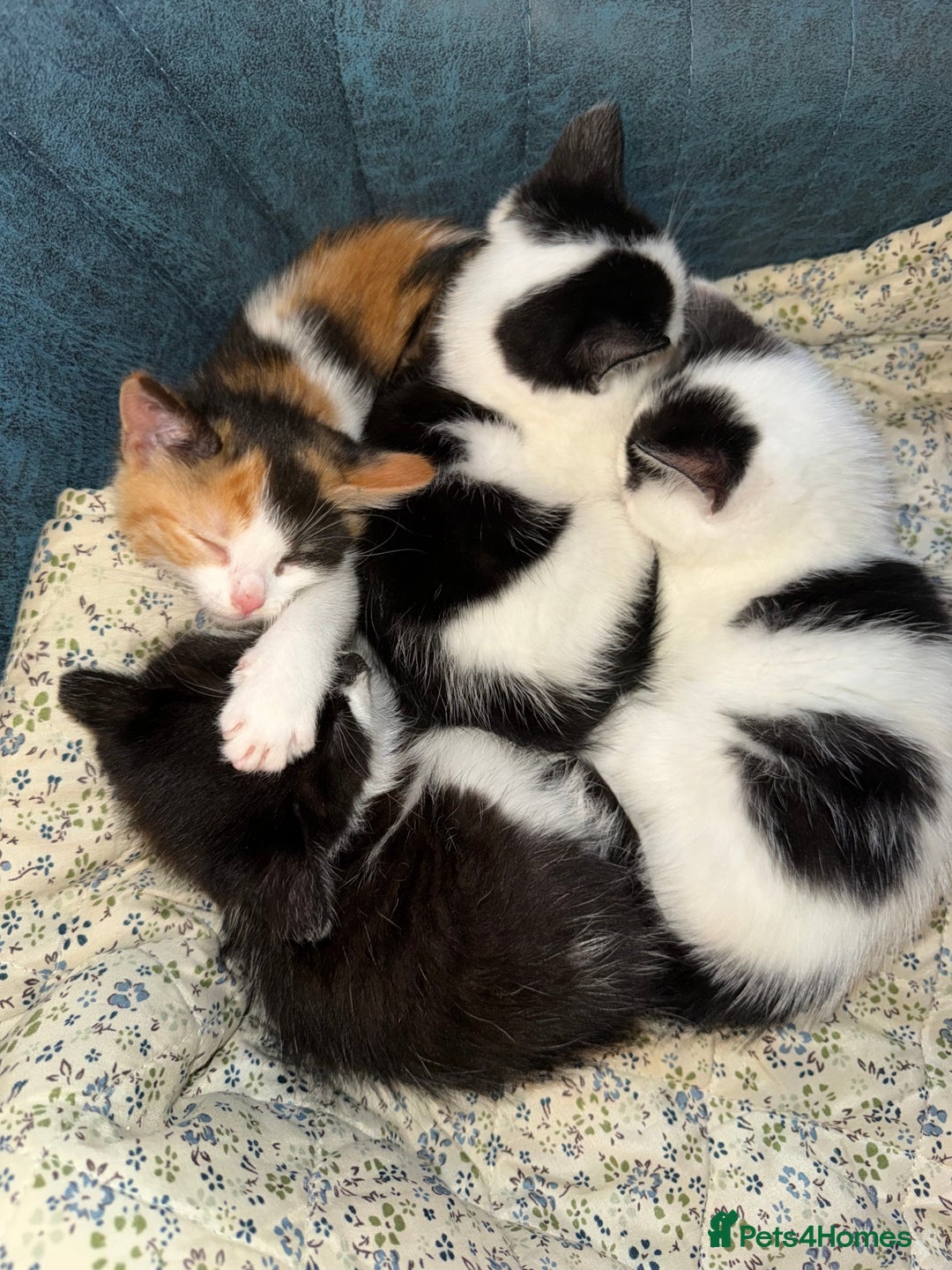 Turkish Angora cats for sale: Kittens Ready To Go!  - Image 3