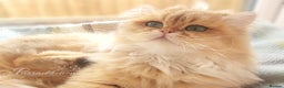 British Longhair cats for sale: Sweet Black Golden shaded British Longhair Boy - Advert 6